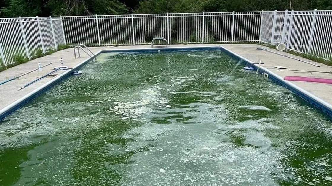 Backyard pool full of green algae before a green to clean service